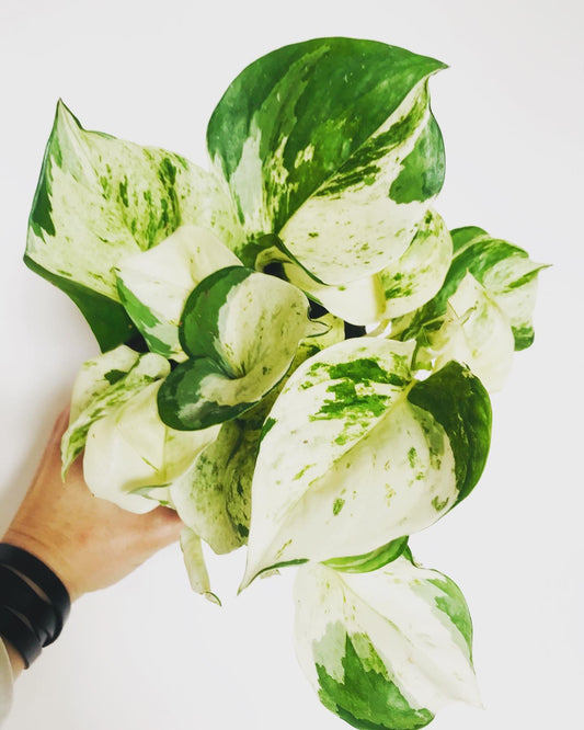 Epipremnum Pothos Manjula - Happy leaf