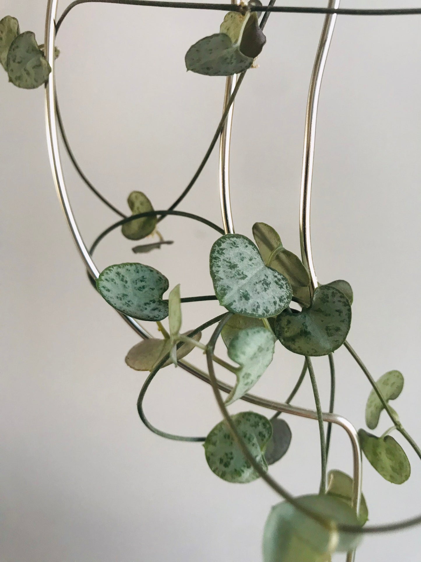 Tuteur Cactus Design Minimalisme