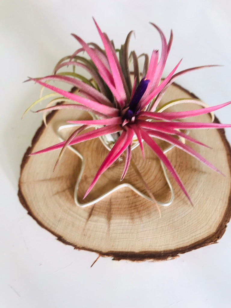 Tillandsia fille de l'air sur rond de bois etoile - ionantha