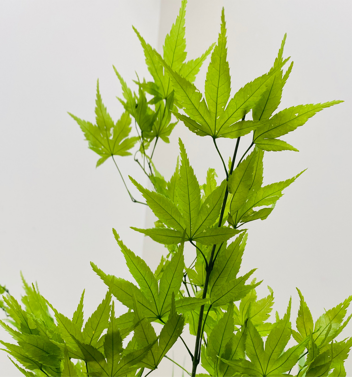 Kokedama Erable du Japon Eternel Stabilise
