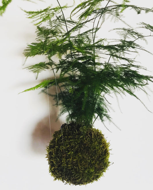 Kokedama Asparagus - Art vegetal japonais