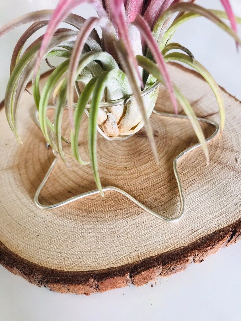 Tillandsia fille de l'air sur rond de bois etoile - ionantha