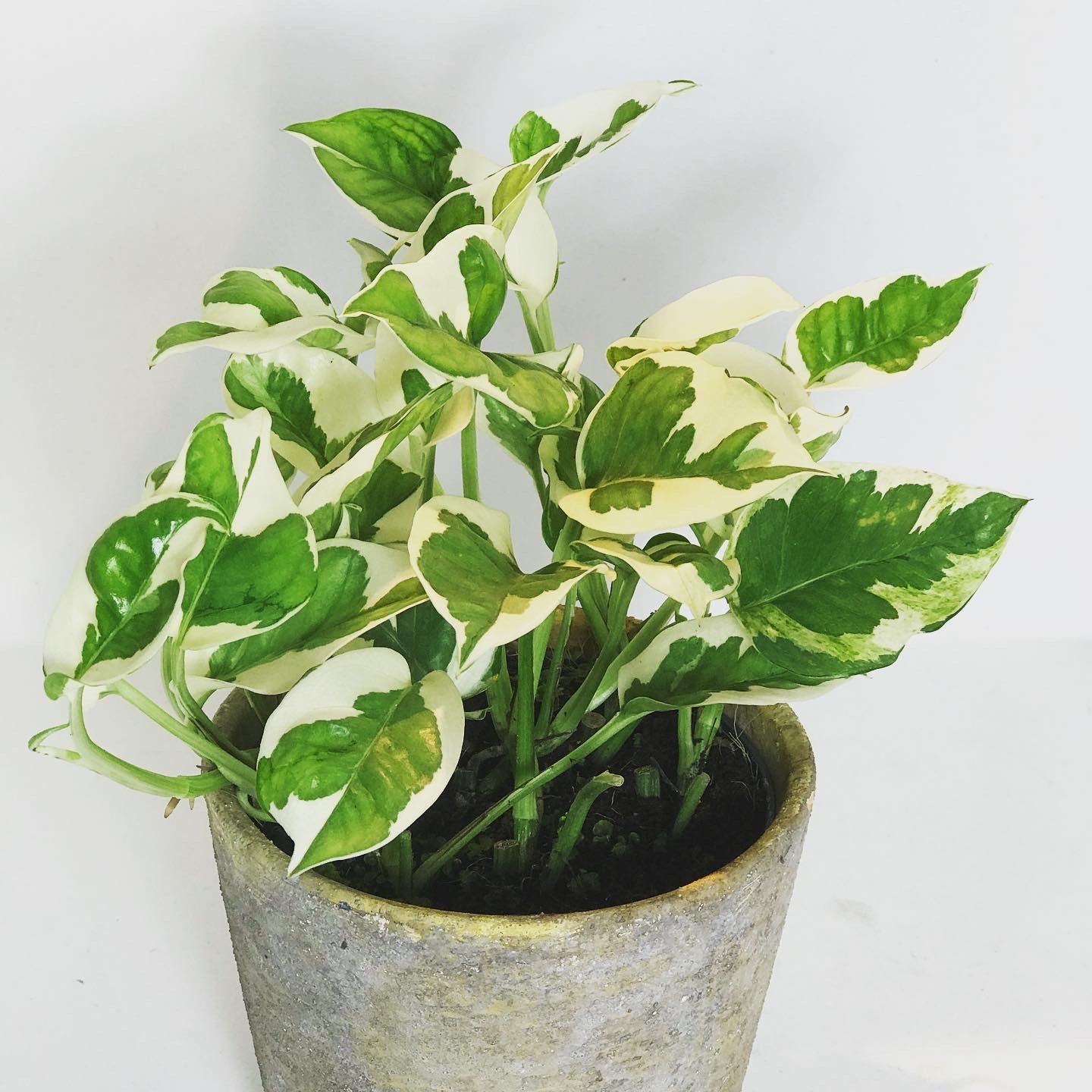 Epipremnum Aureum NJoy