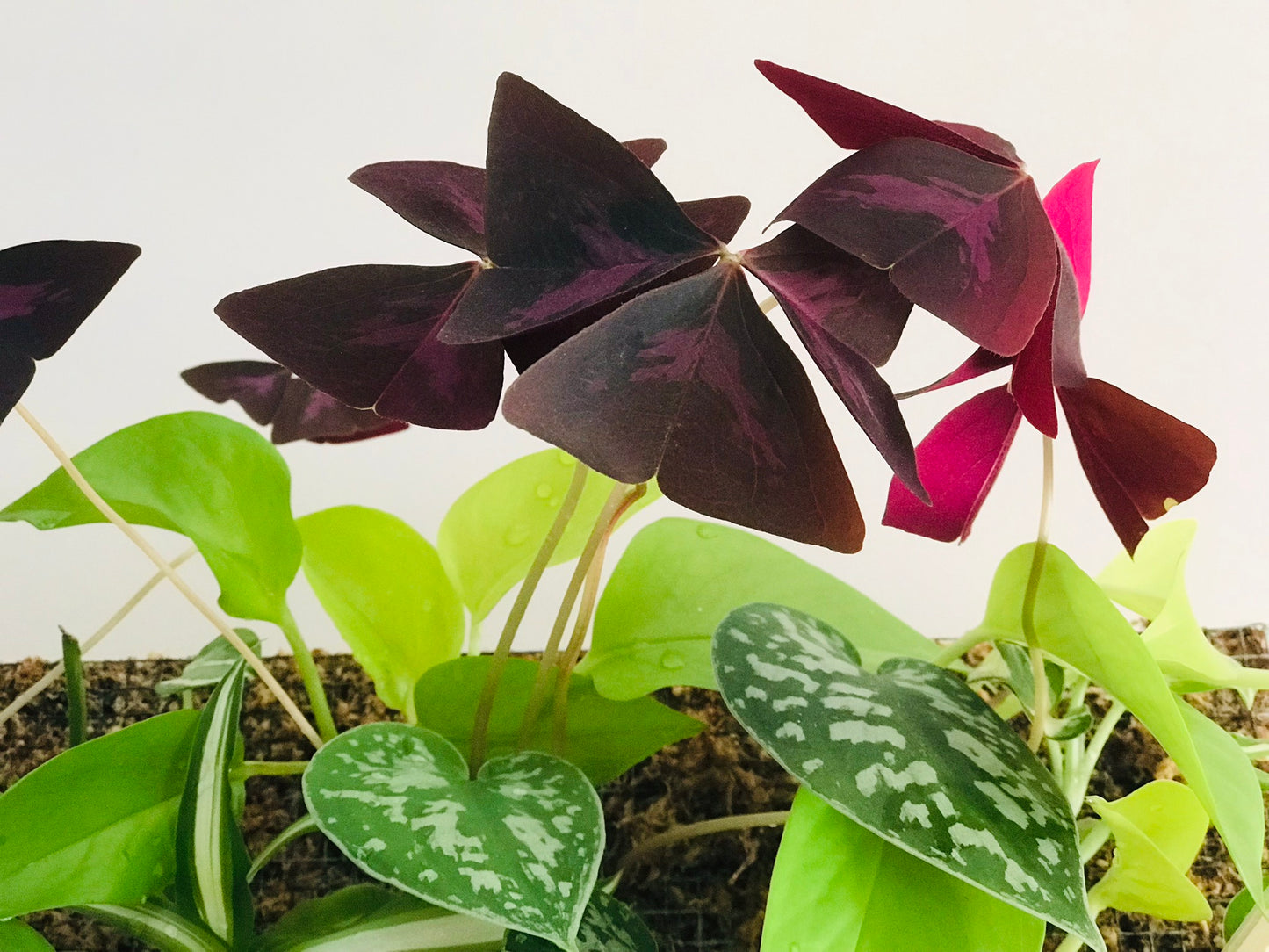 Mur Vegetal d'Interieur Oxalis