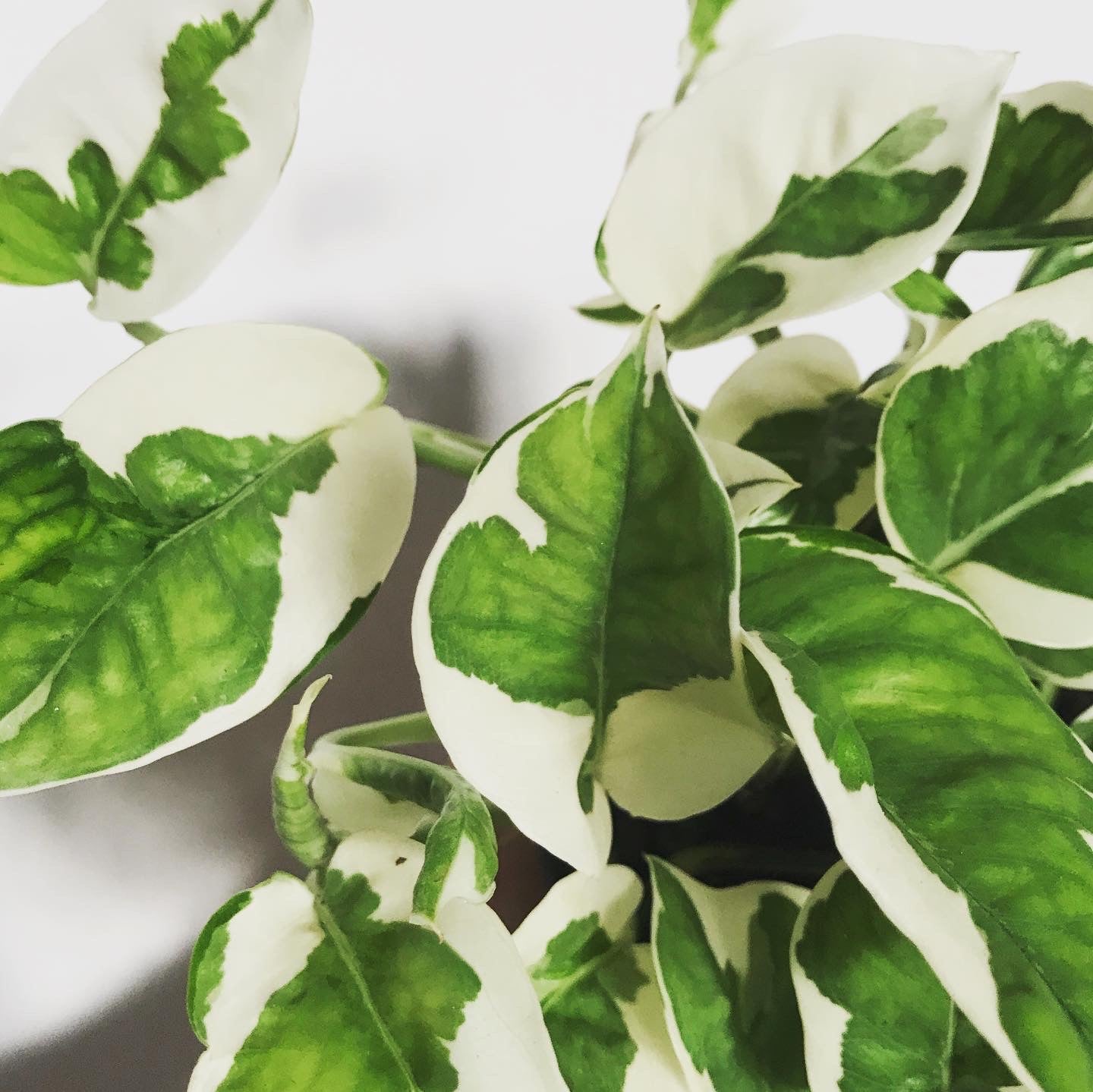 Epipremnum Aureum NJoy