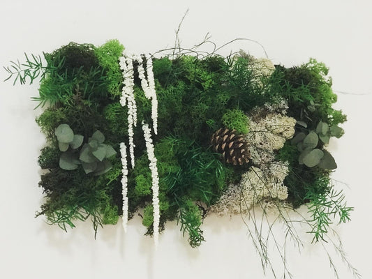 Tableau Vegetal Plantes Stabilisees