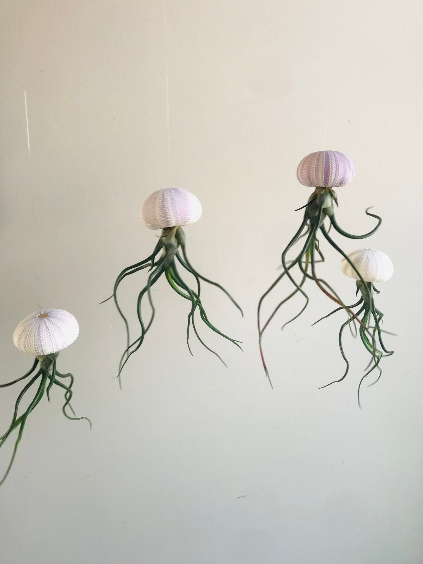 Tillandsia bulbosa sur Oursin naturel