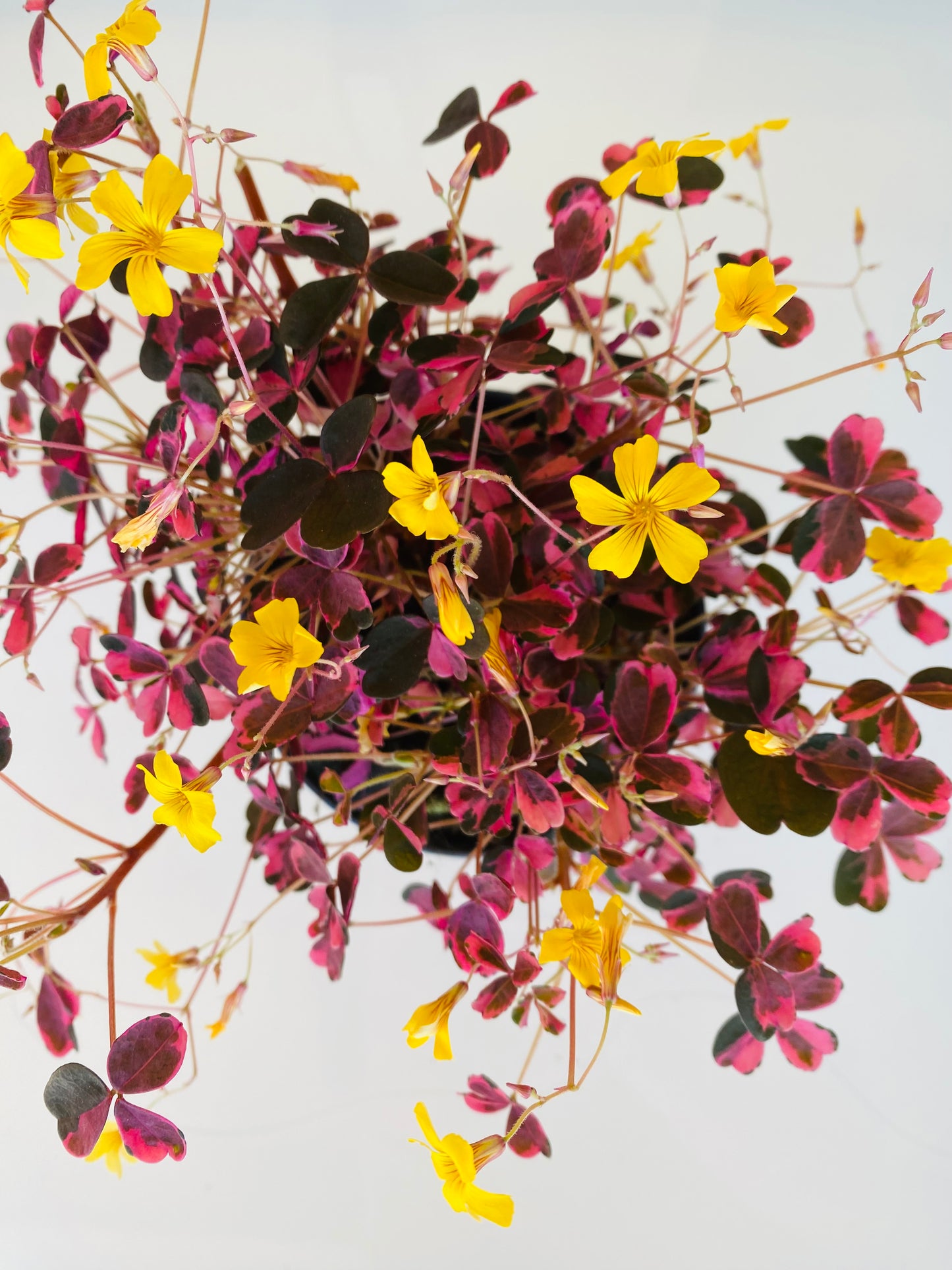 Oxalis Vucanicola crazy plum