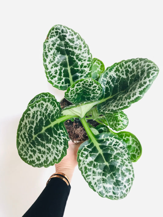 Streptocarpus 'Pretty Turtle'