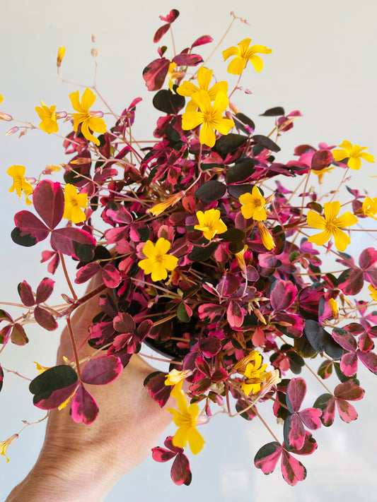 Oxalis Vucanicola crazy plum