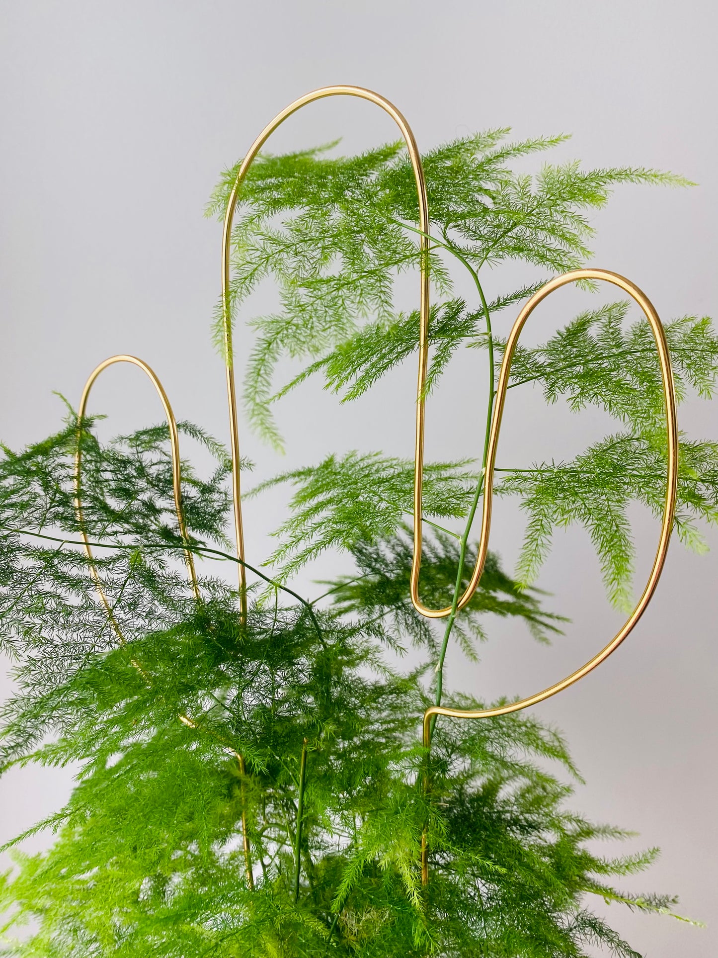 Tuteur Cactus Design Minimalisme