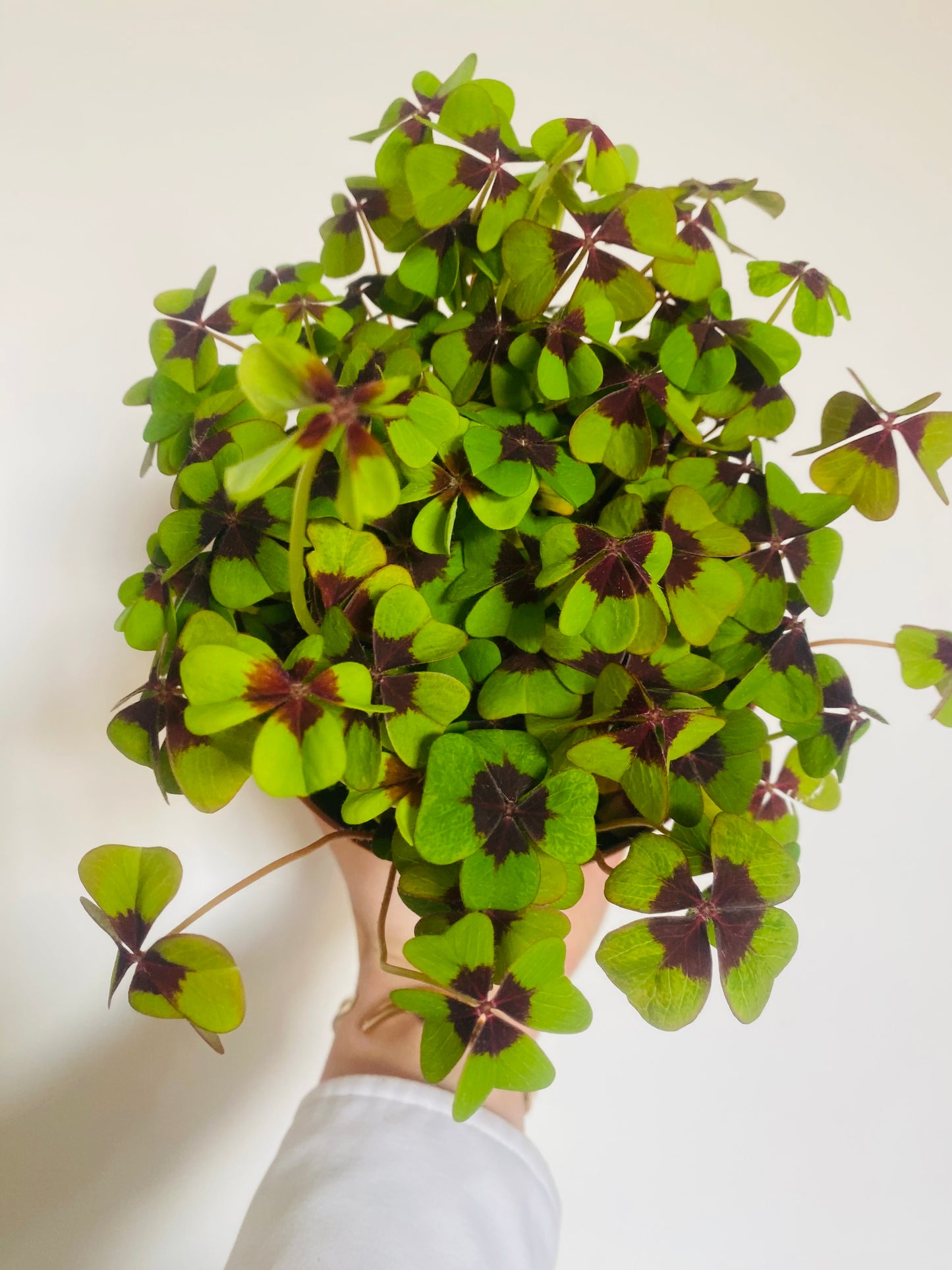 Oxalis deppei