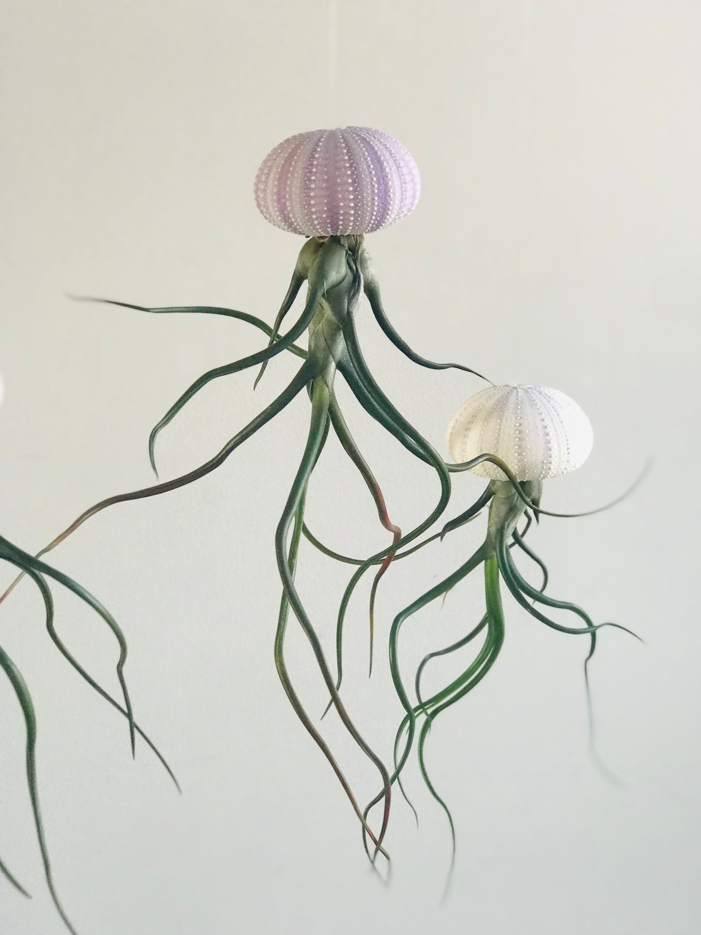 Tillandsia bulbosa sur Oursin naturel