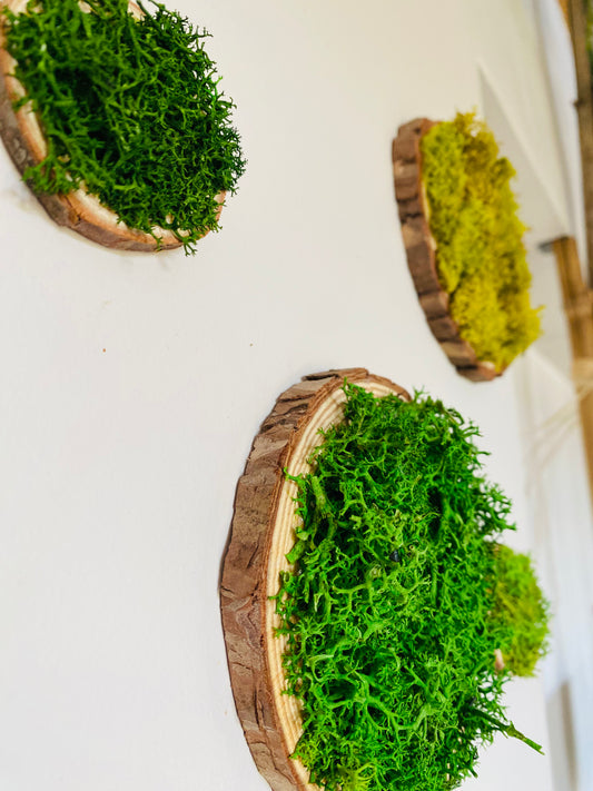Rond de bois végétal, détail mousse stabilisée et écorce bois naturel