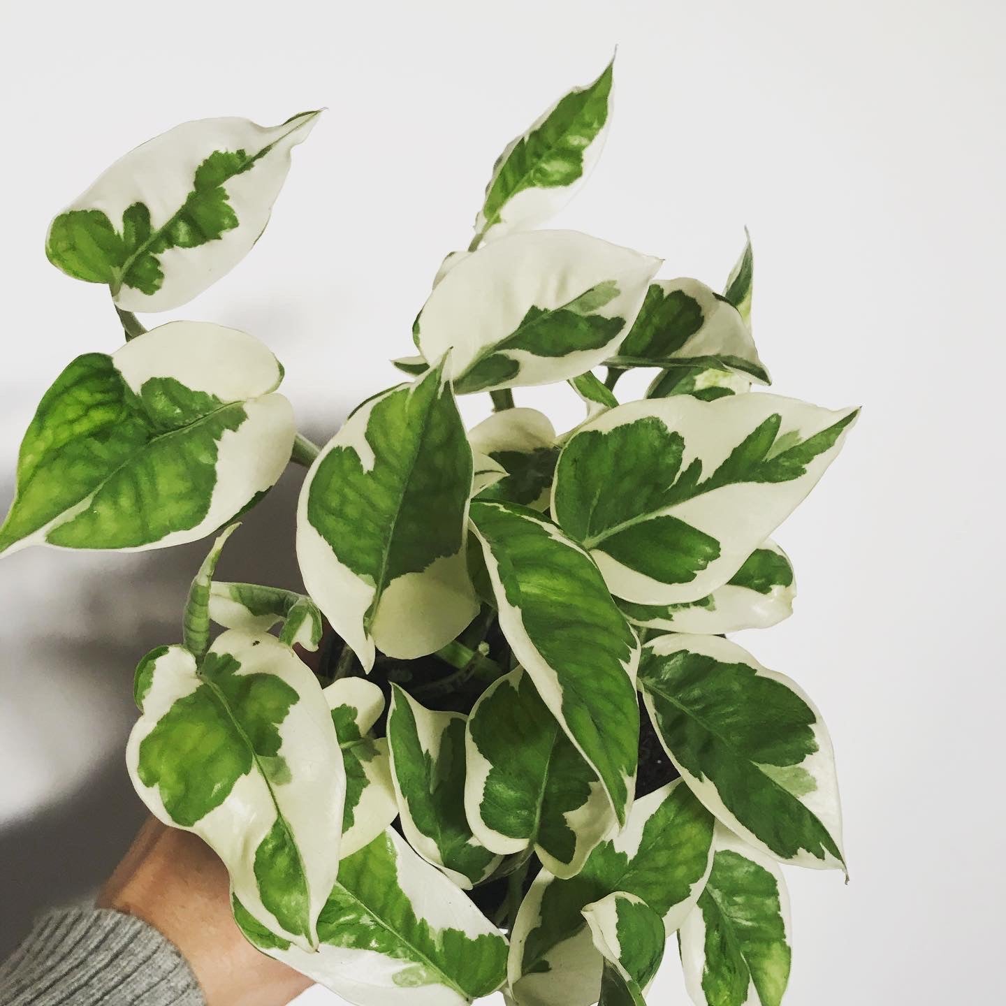 pothos panaché Epipremnum Aureum N'Joy