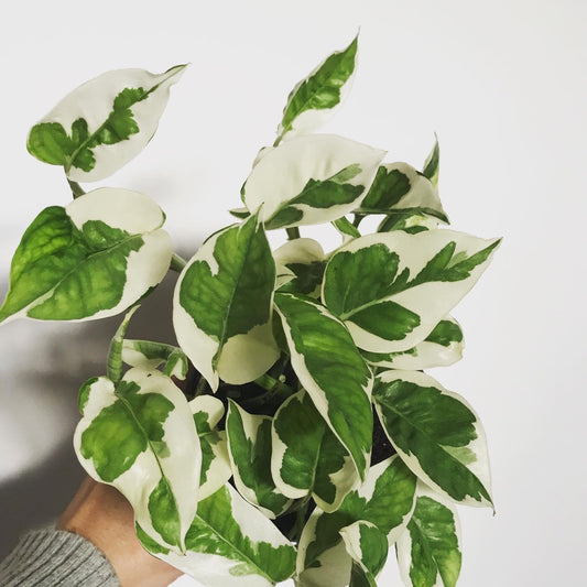 Epipremnum Aureum NJoy