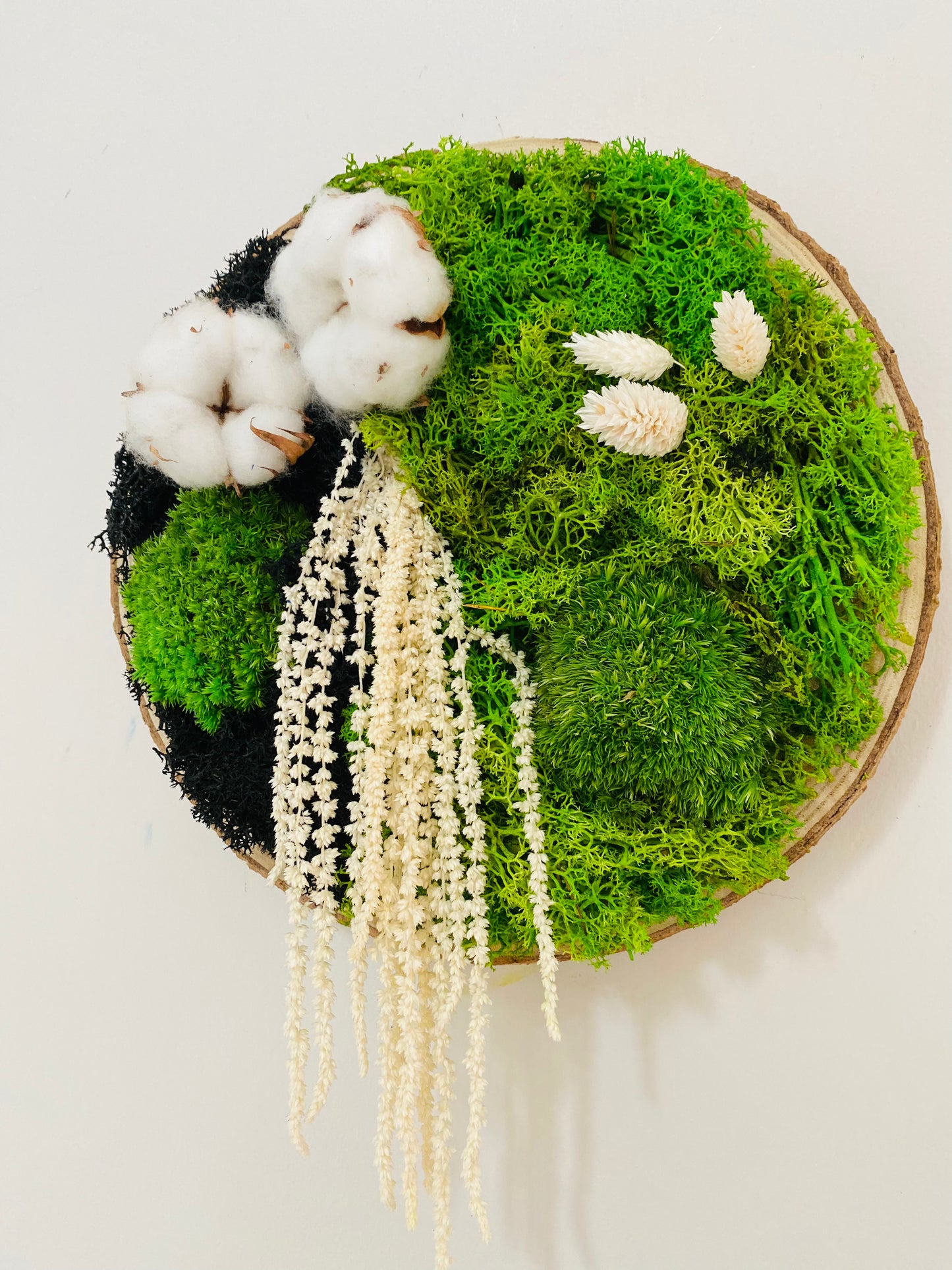 Rondin Vegetal Stabilise 'Coton Cristal'