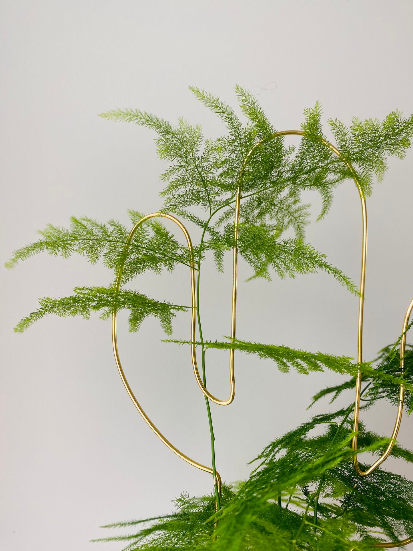 Tuteur Cactus Design Minimalisme