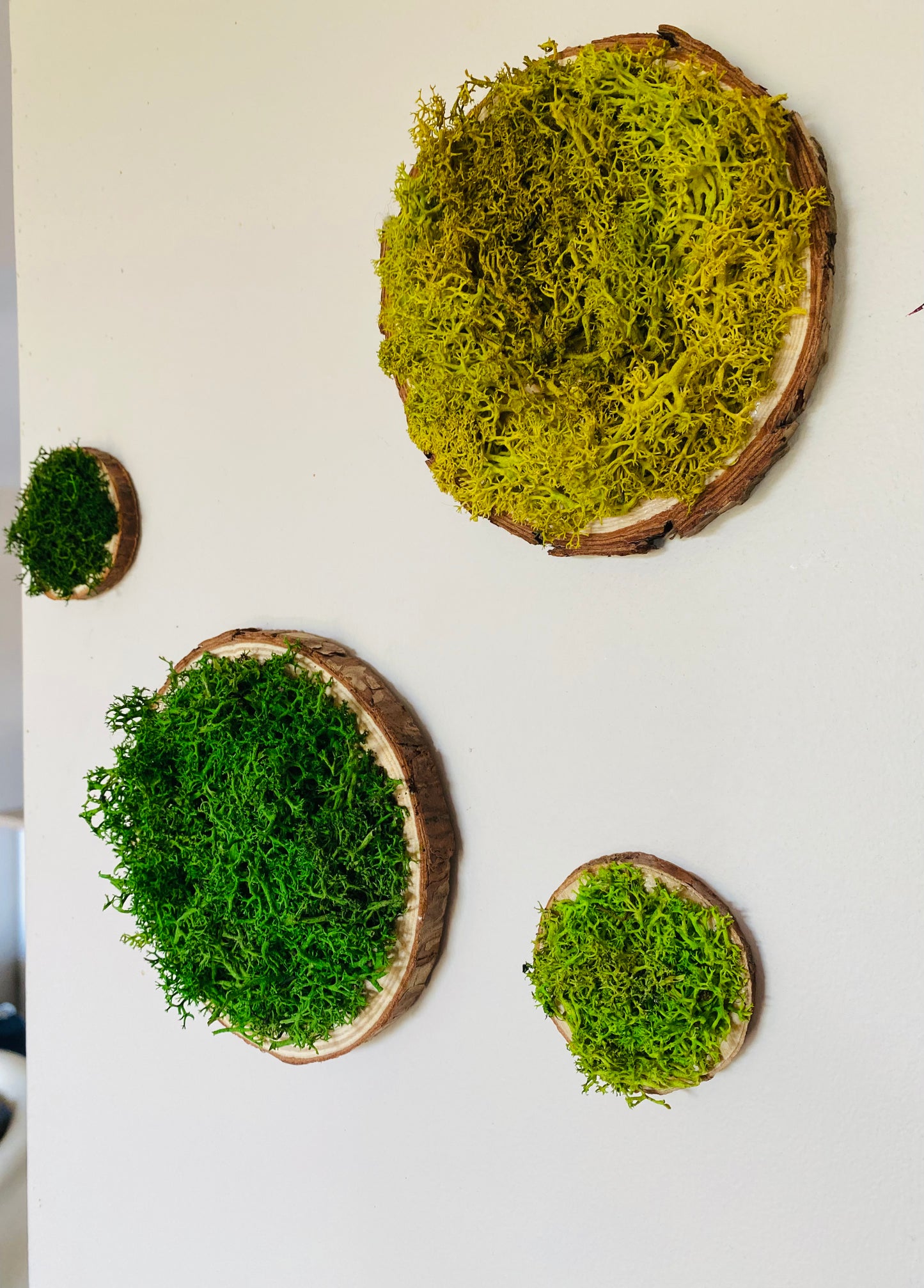 Rond de bois vegetal