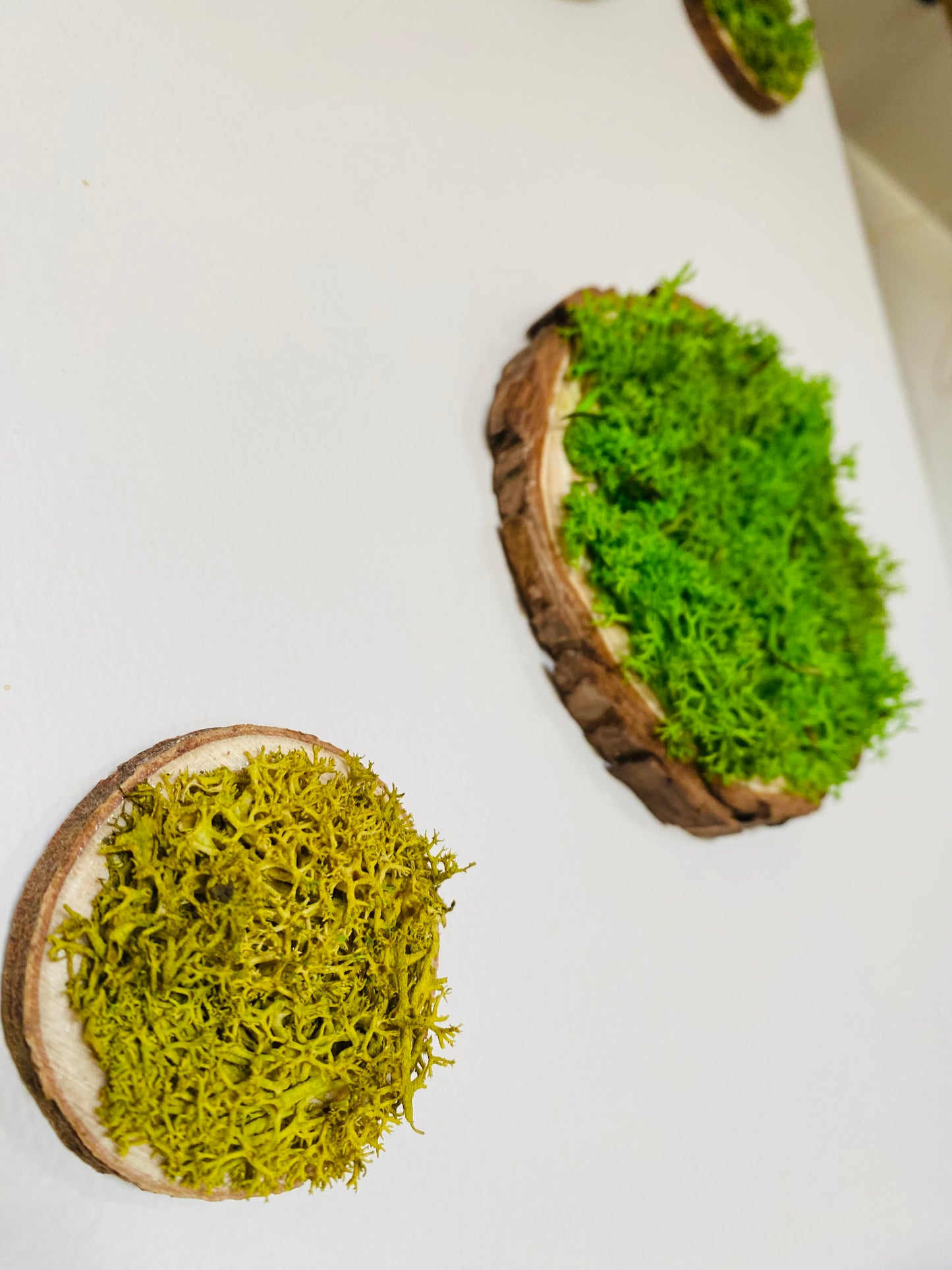 Rond de bois vegetal