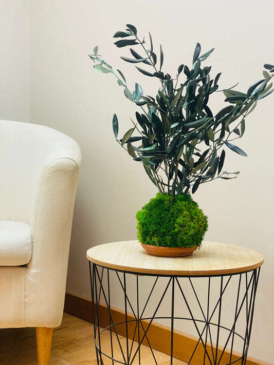 Kokedama Eternel Olivier Stabilise