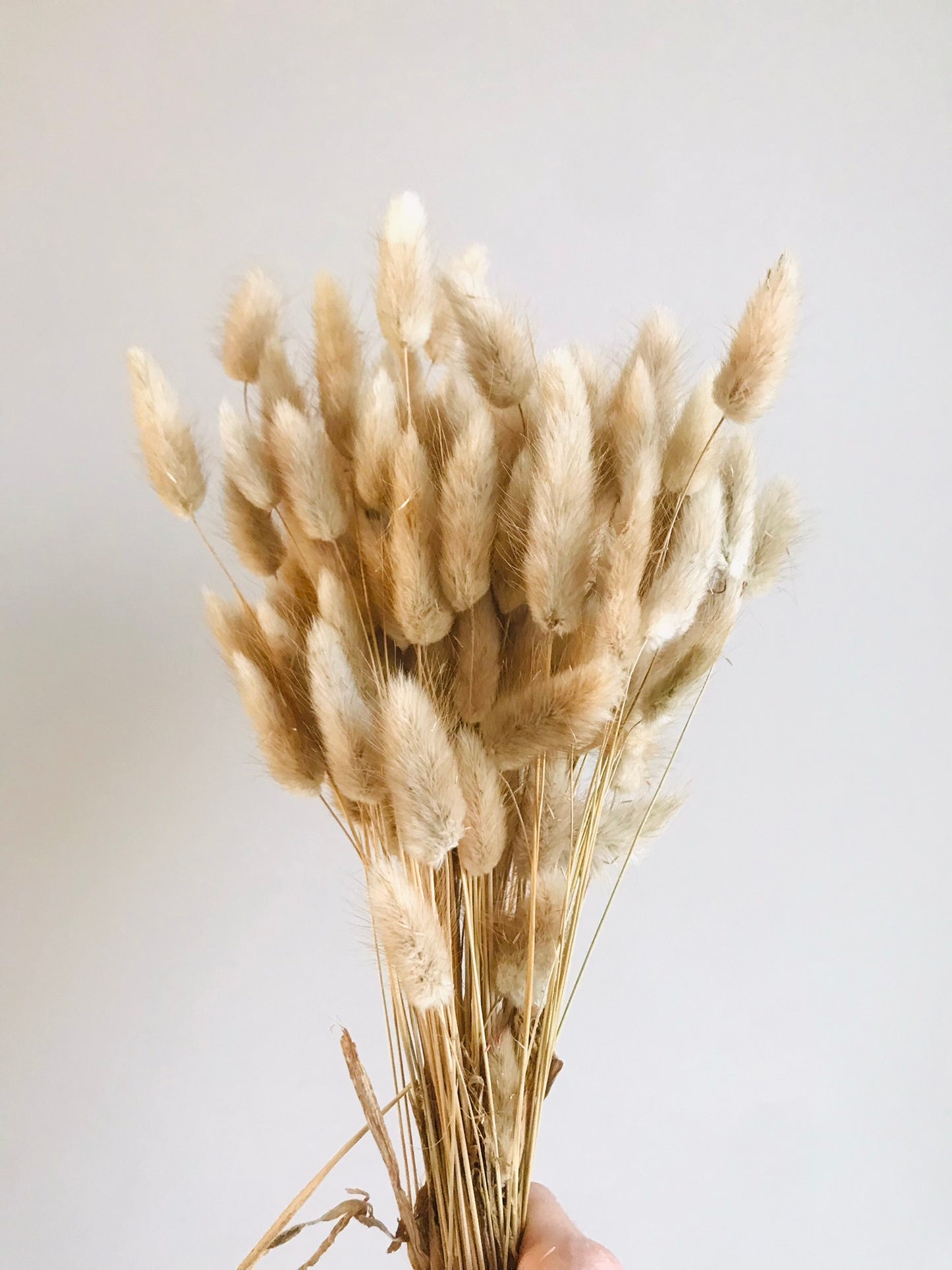 Fleurs sechees 100 Laguirus Creme - Queue de lapin