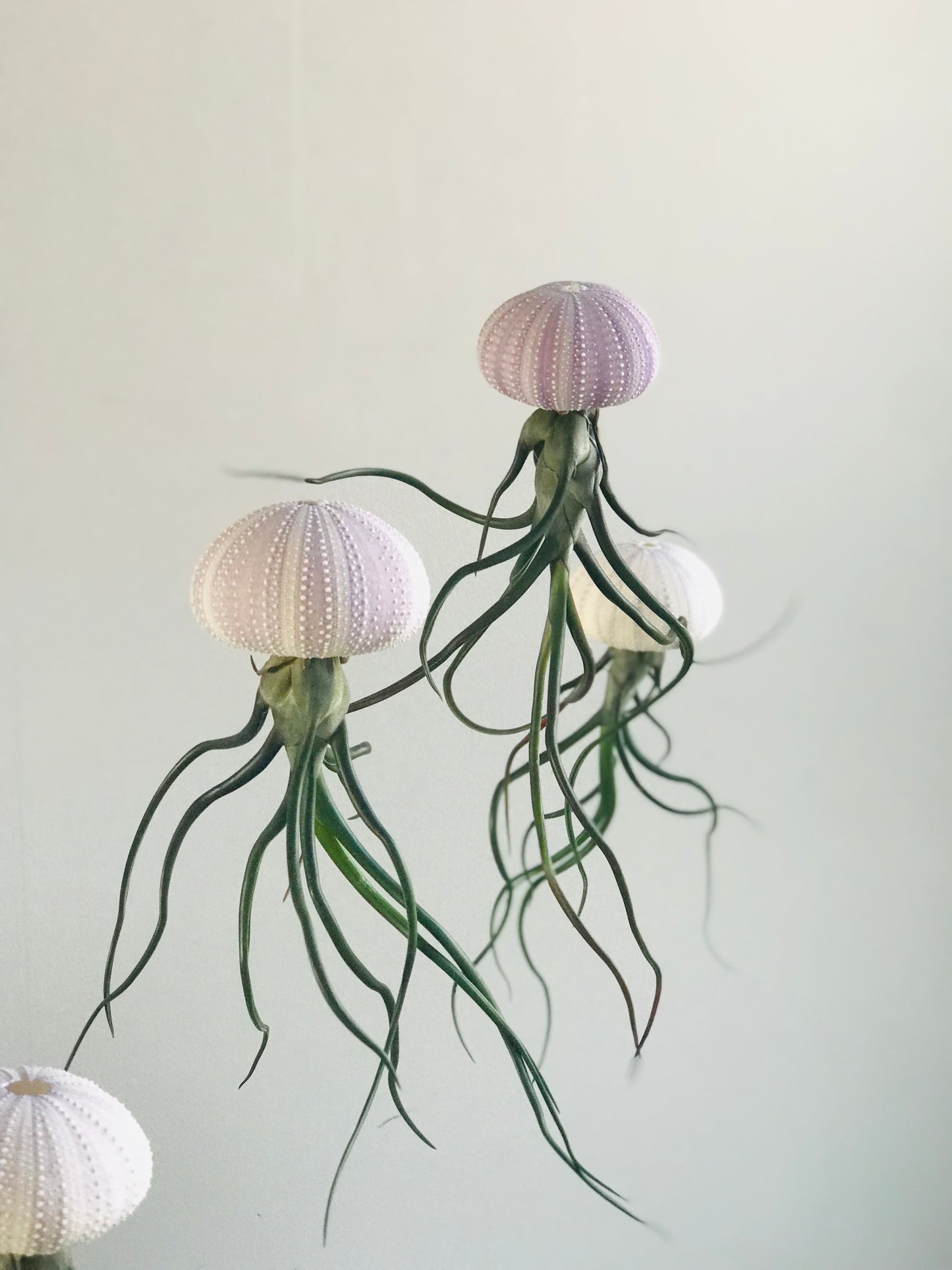 Tillandsia bulbosa sur Oursin naturel