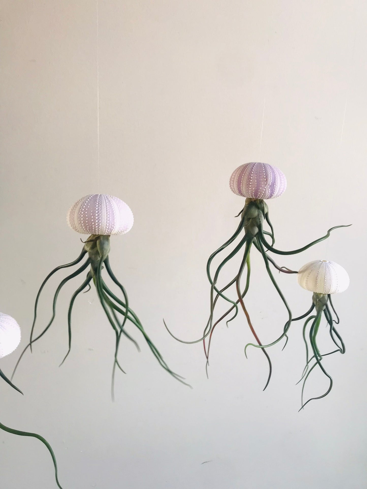 Tillandsia bulbosa sur Oursin naturel