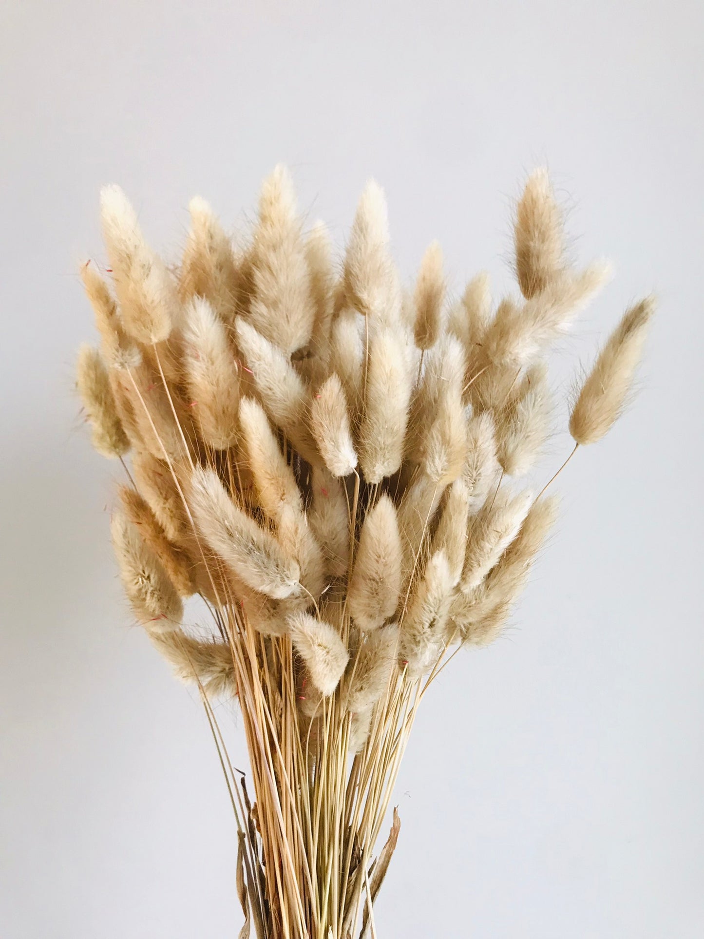 Fleurs sechees 100 Laguirus Creme - Queue de lapin