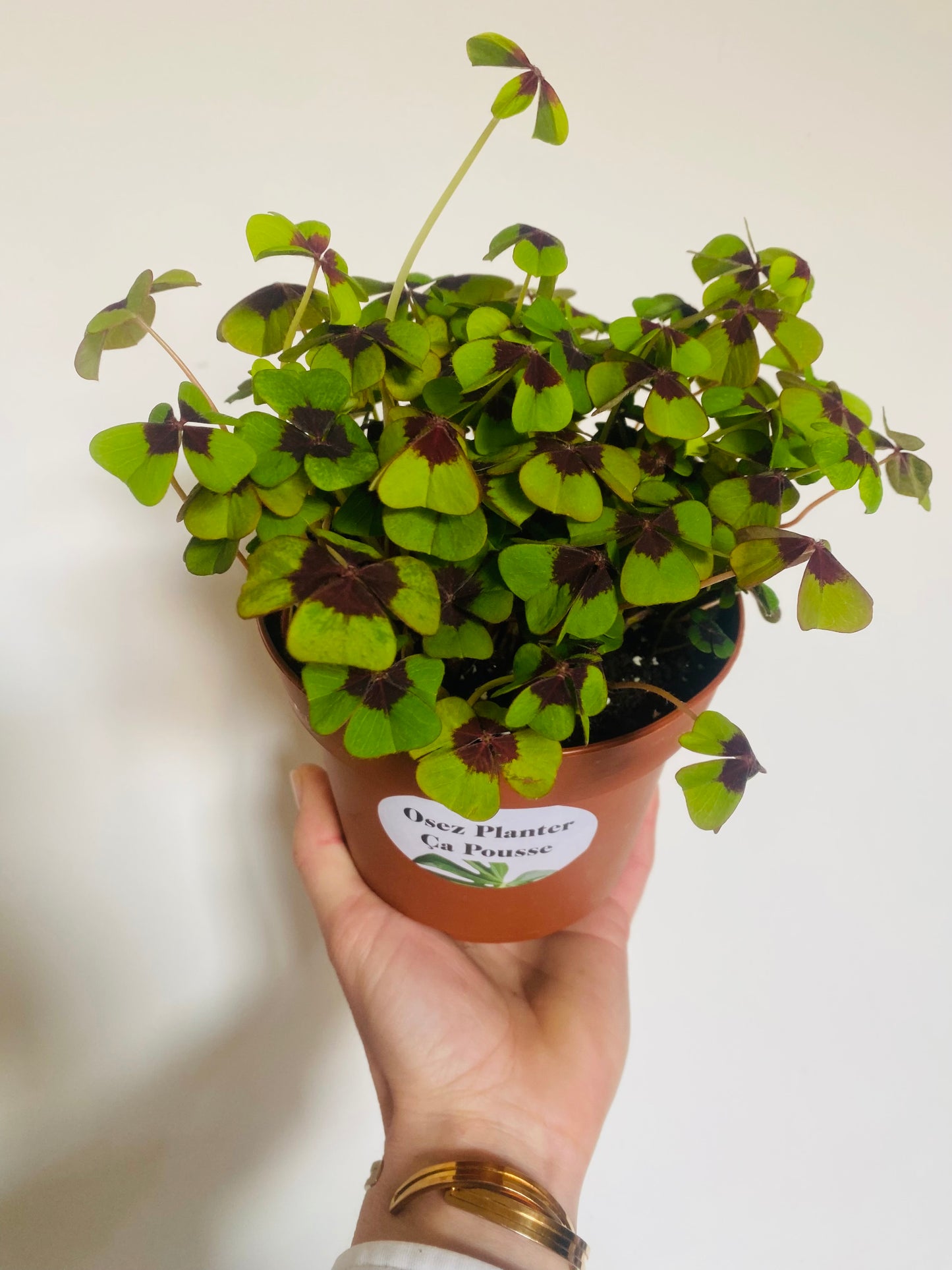 Oxalis deppei