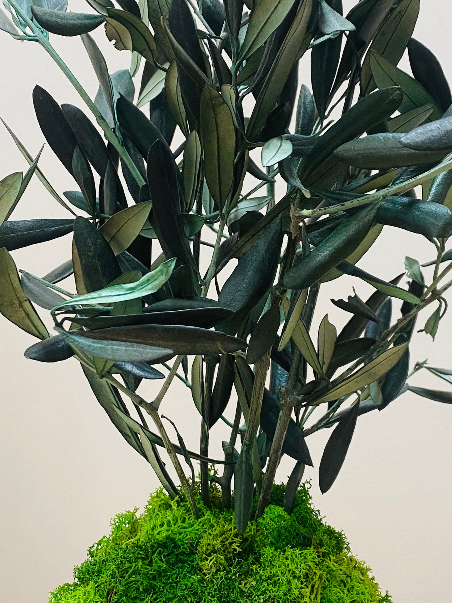 Kokedama Eternel Olivier Stabilise