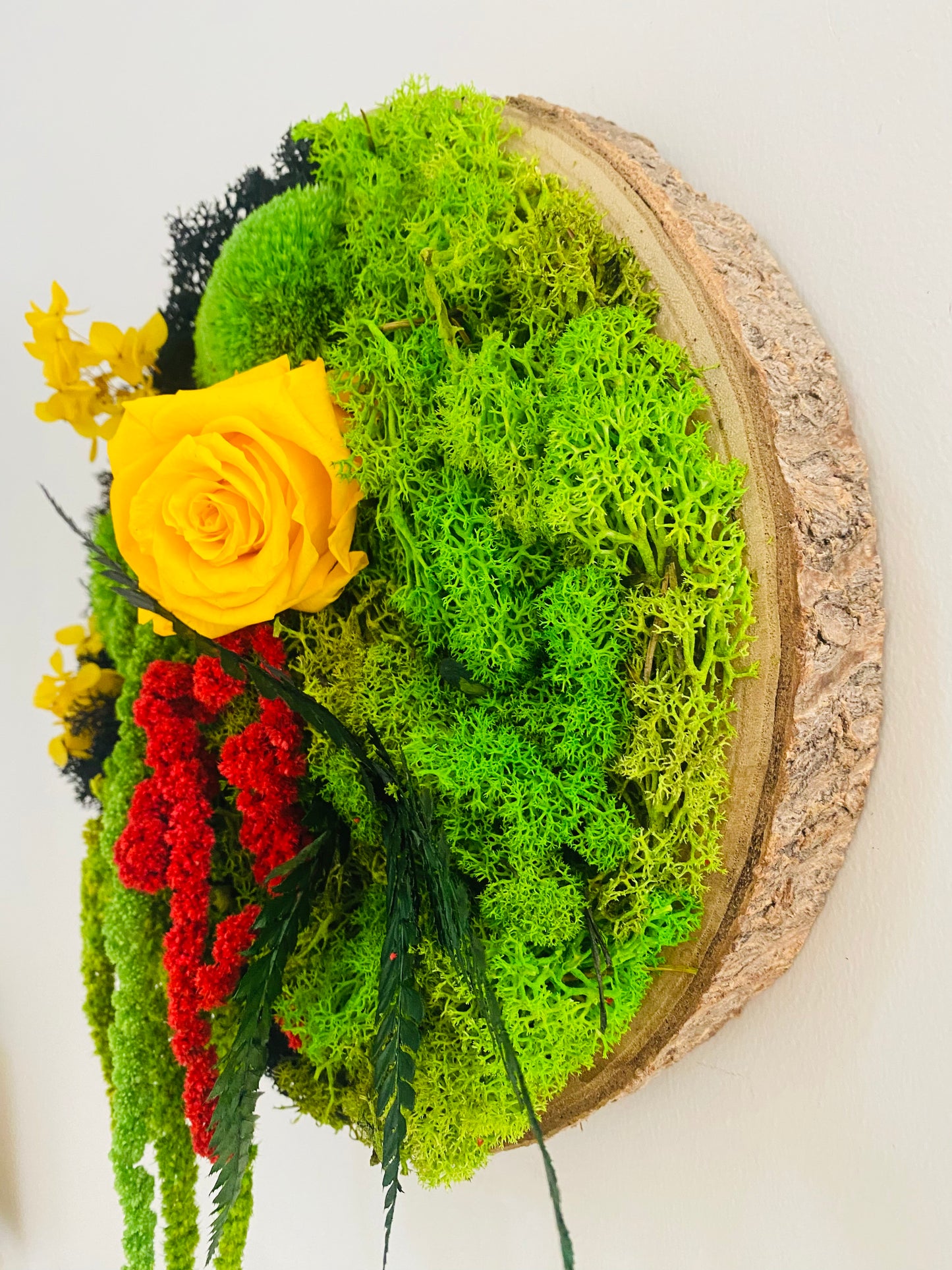 Rondin Vegetal Stabilise 'Eclat'
