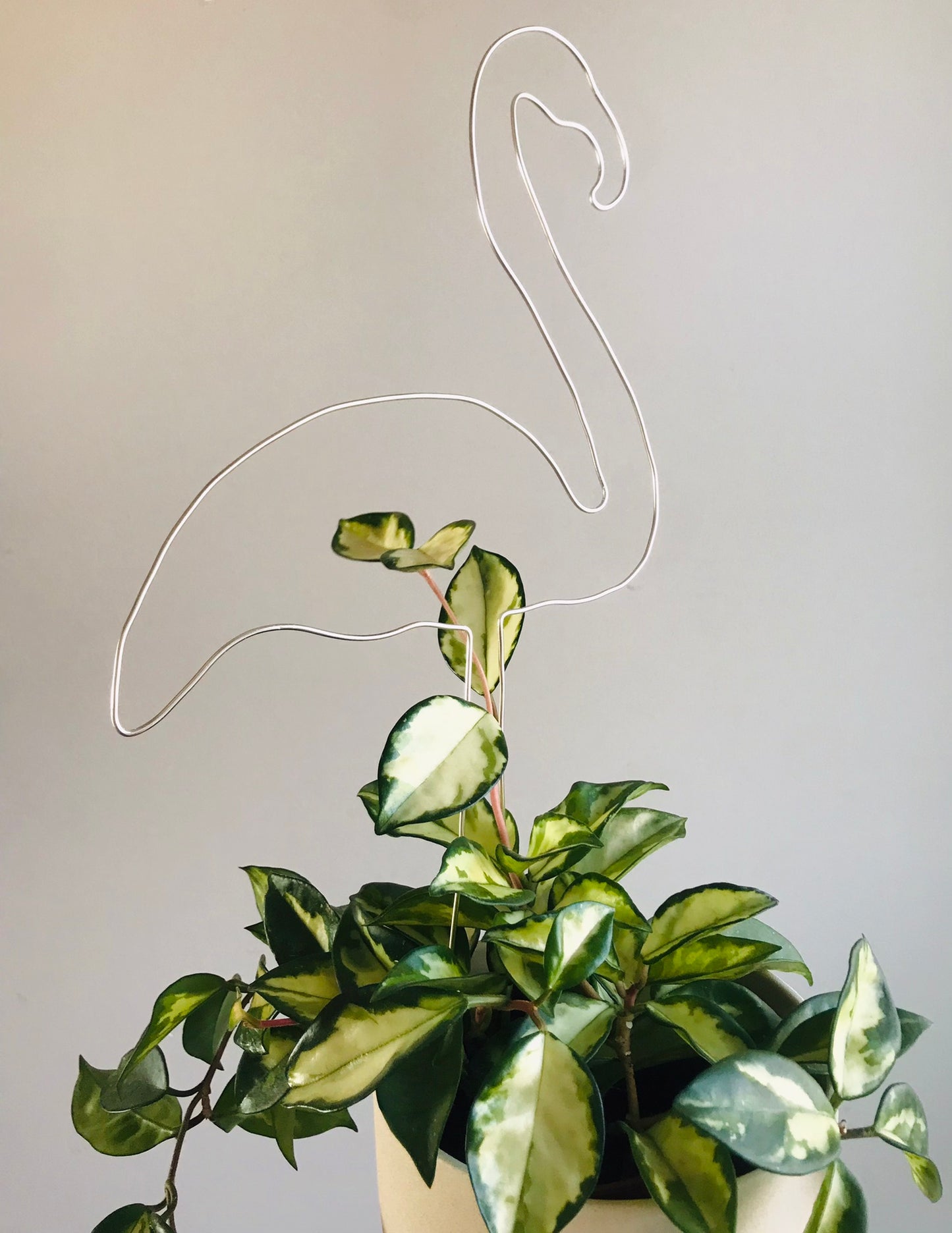 Tuteur Flamand Rose Design Minimalisme