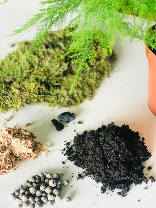 Box DIY Kokedama - Art vegetal japonais