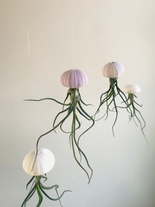 Tillandsia bulbosa sur Oursin naturel