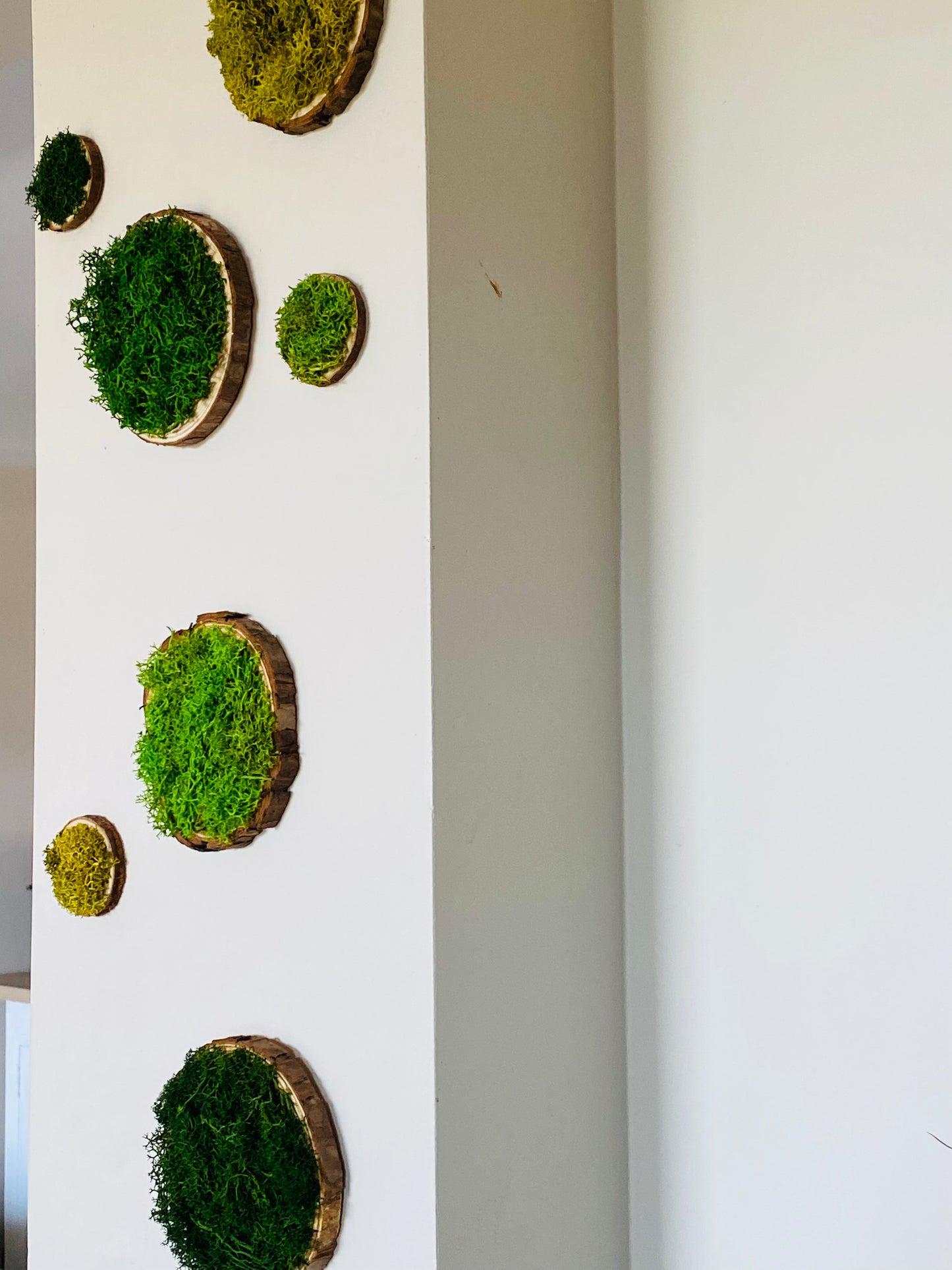 Rond de bois vegetal