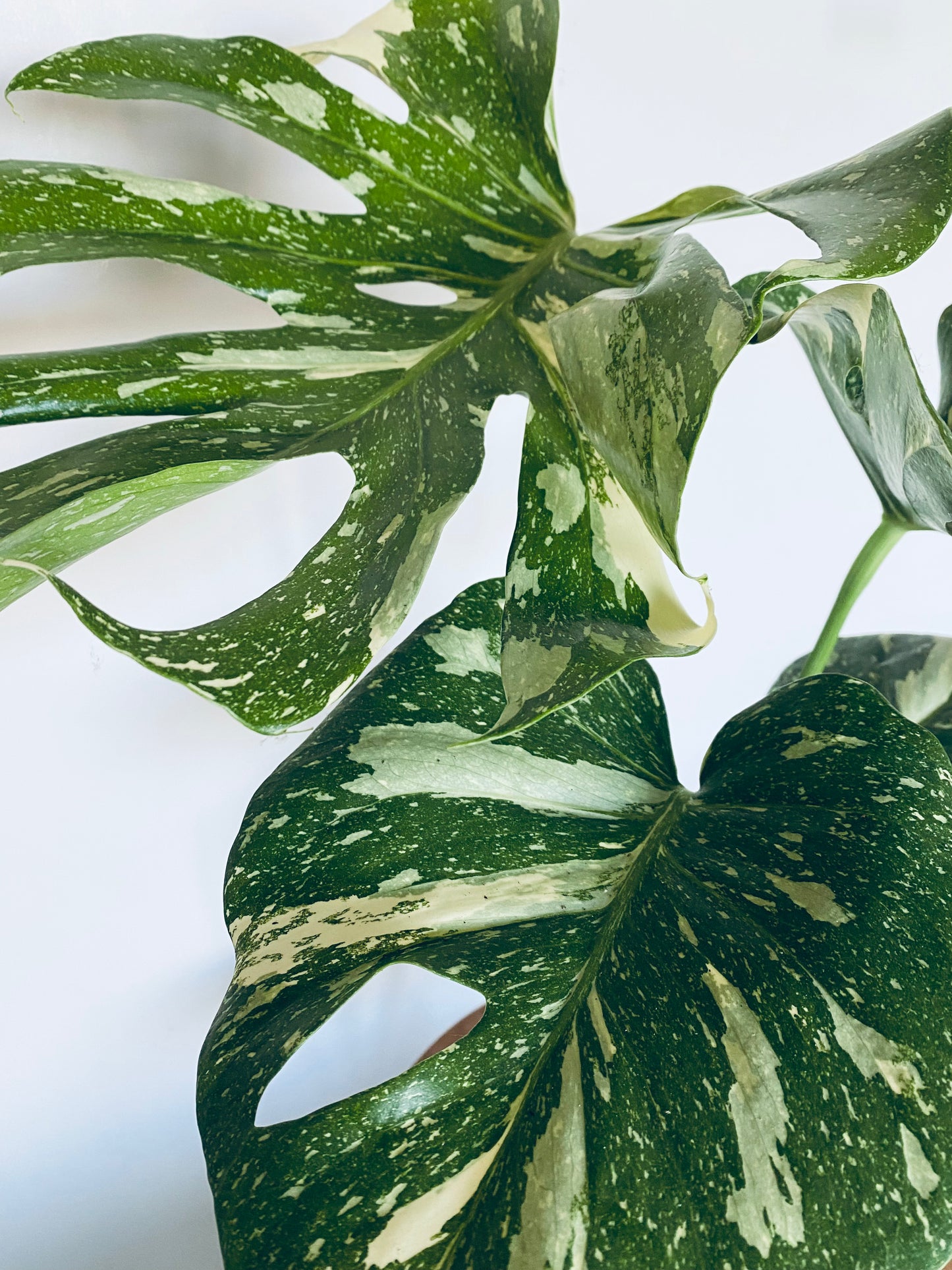 Monstera Deliciosa Variegata – Plante Rare Panachée 50cm