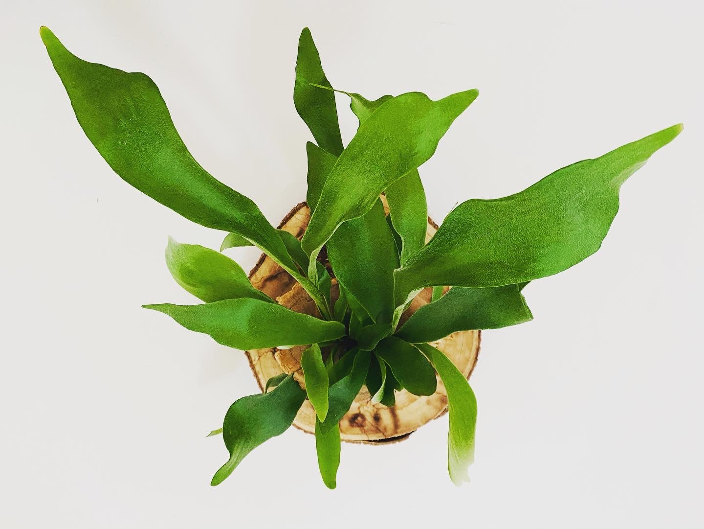 Tableau Vegetal