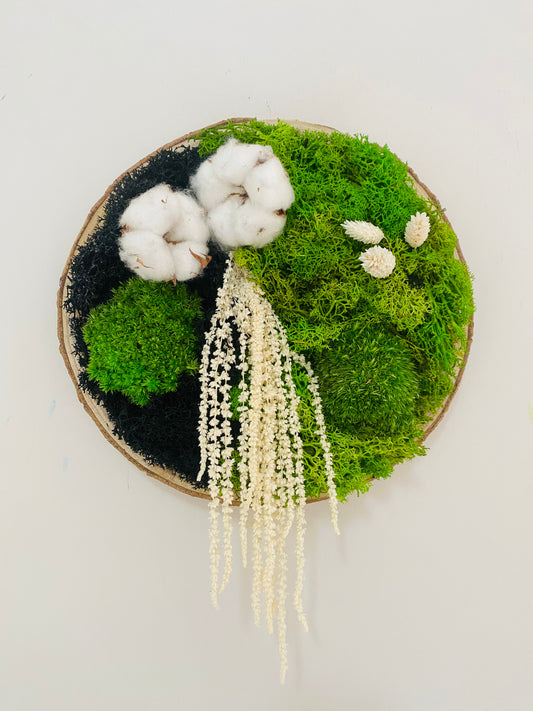 Rondin Vegetal Stabilise 'Coton Cristal'