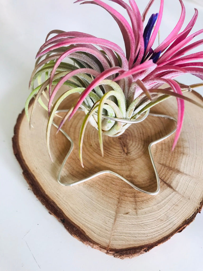 Tillandsia fille de l'air sur rond de bois etoile - ionantha