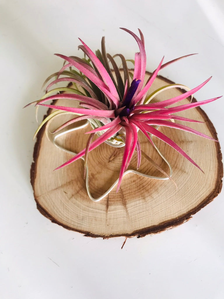Tillandsia fille de l'air sur rond de bois etoile - ionantha