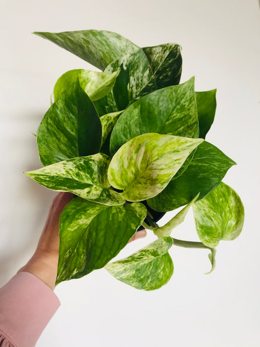 Epipremnum Marble Queen - Pothos Marble Queen