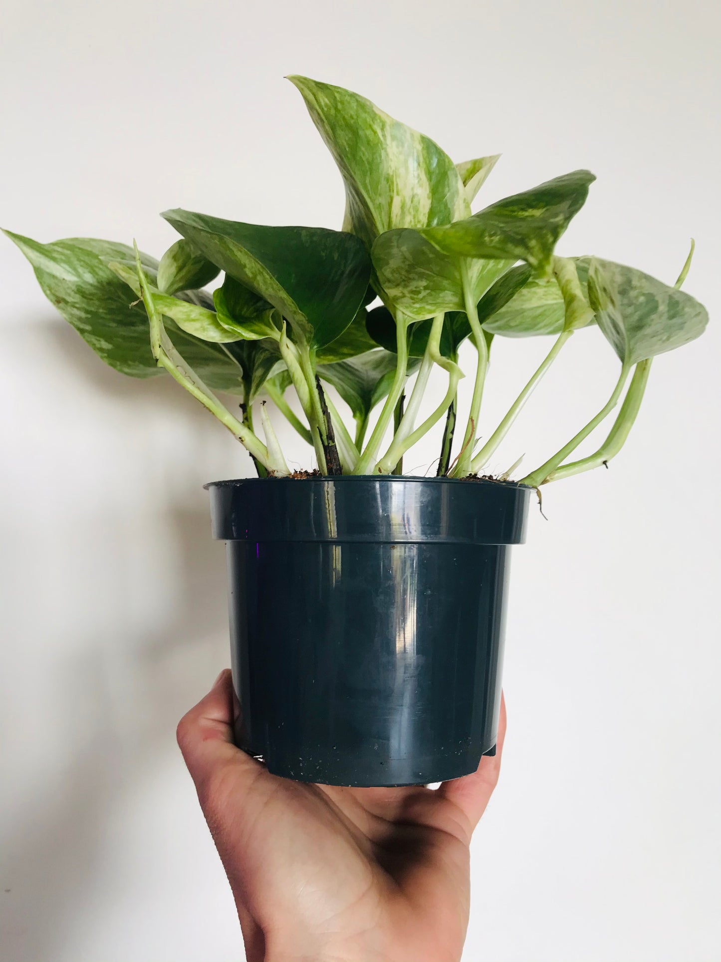 Epipremnum Marble Queen - Pothos Marble Queen