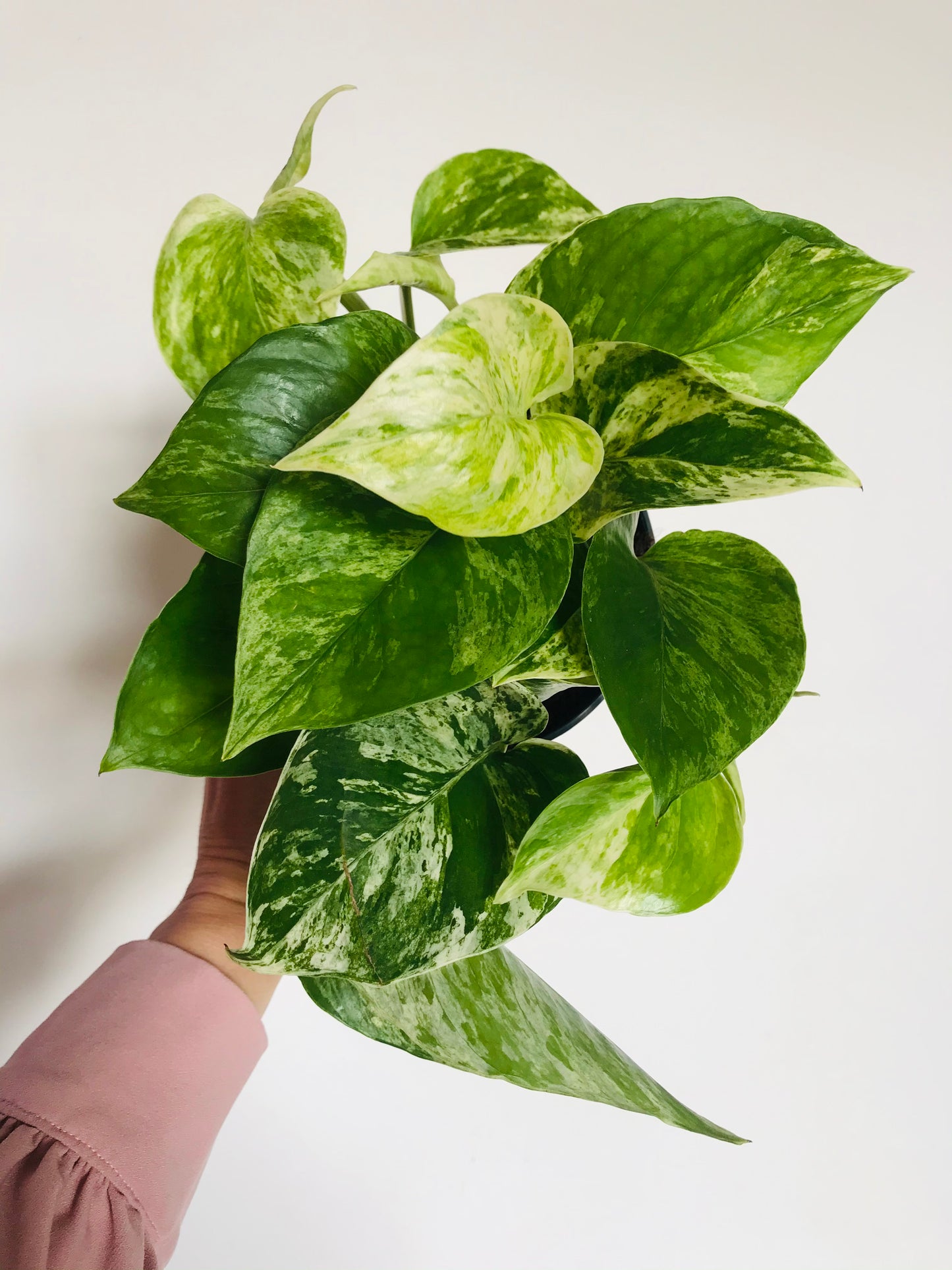 Epipremnum Marble Queen - Pothos Marble Queen