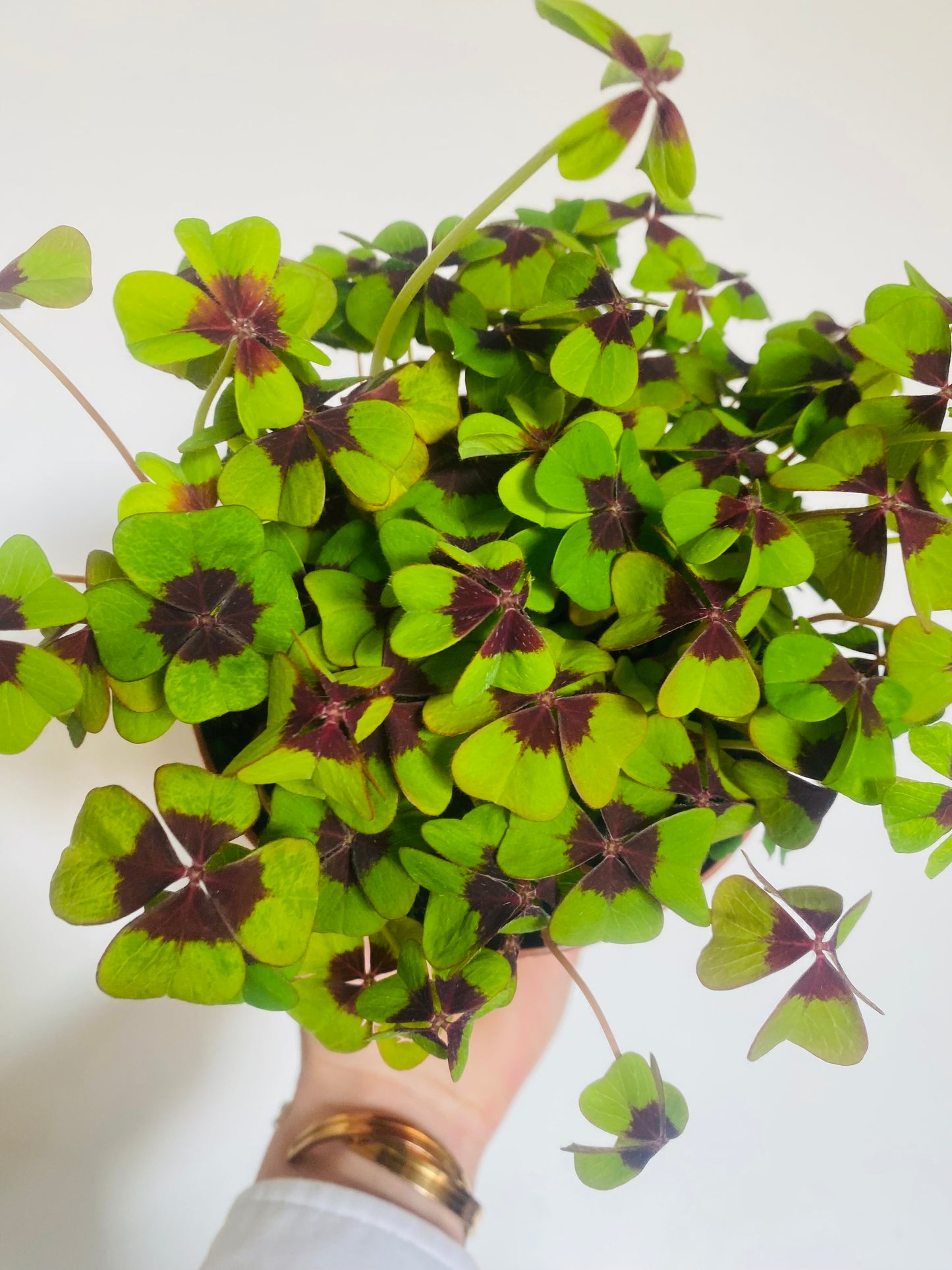 Oxalis deppei