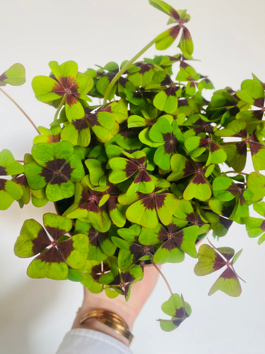 Oxalis deppei