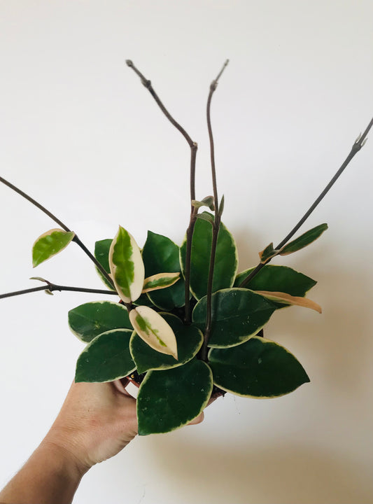 hoya carnosa krimson queen