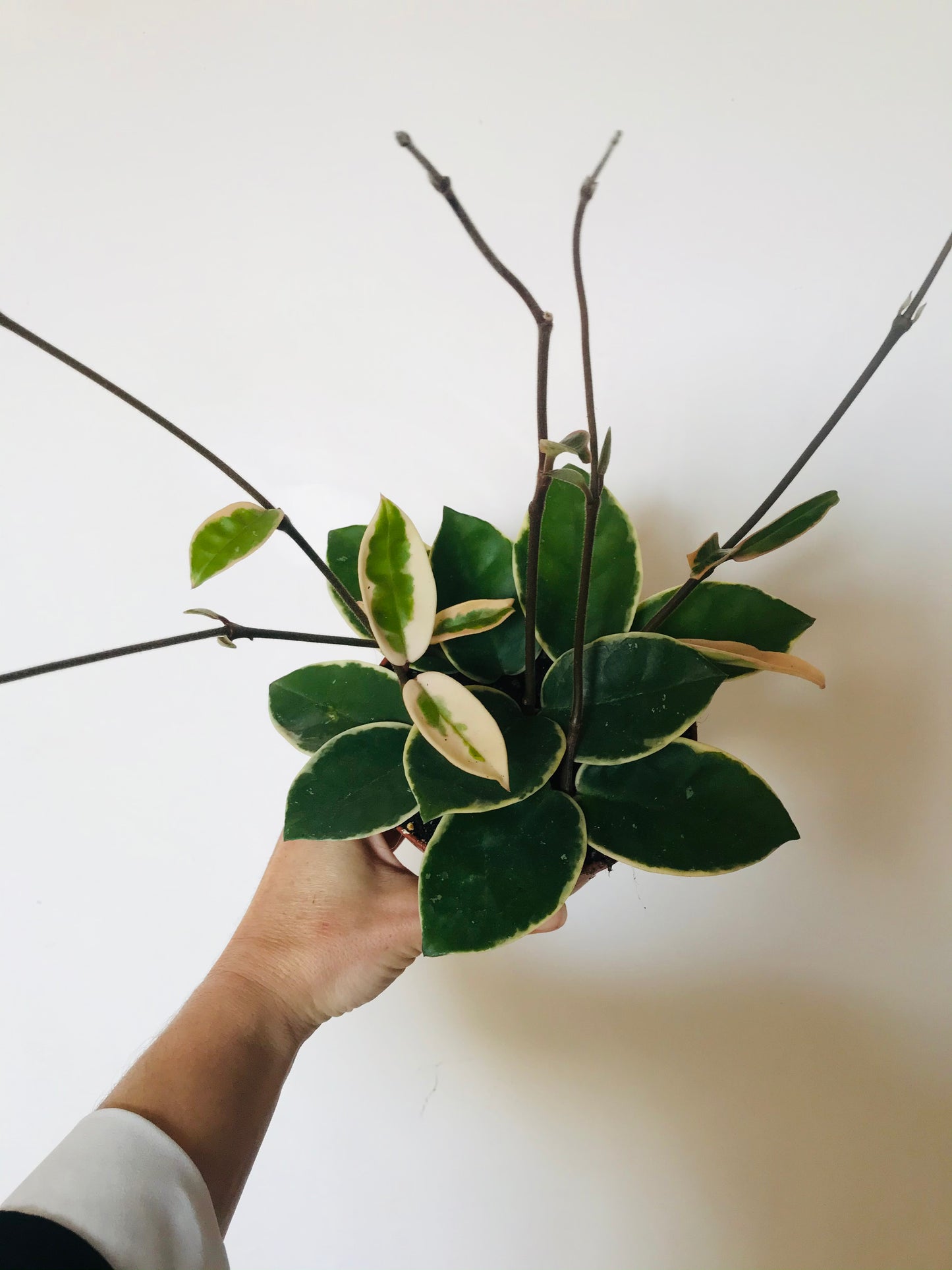 Hoya carnosa Krimson Queen
