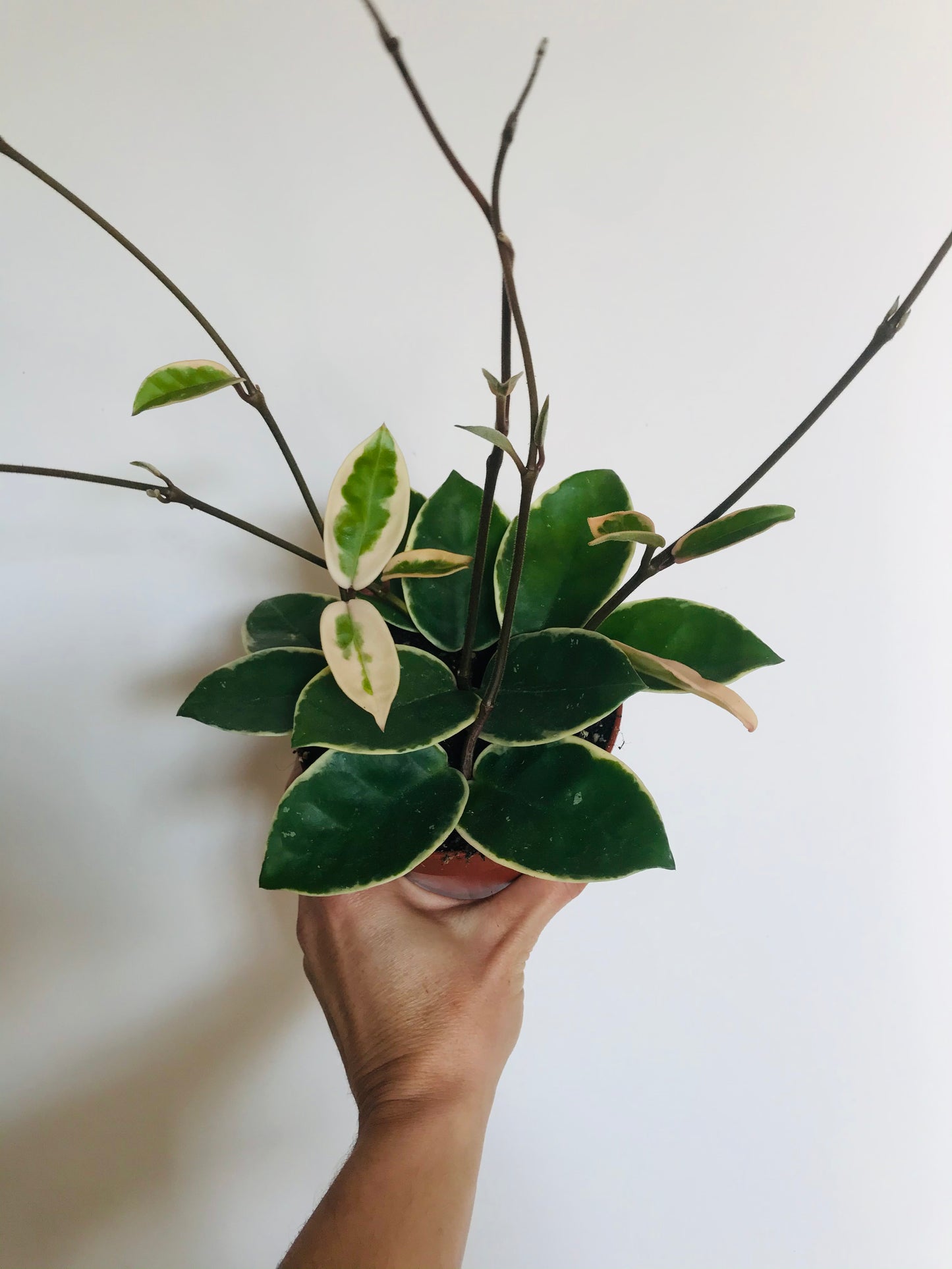 Hoya carnosa Krimson Queen