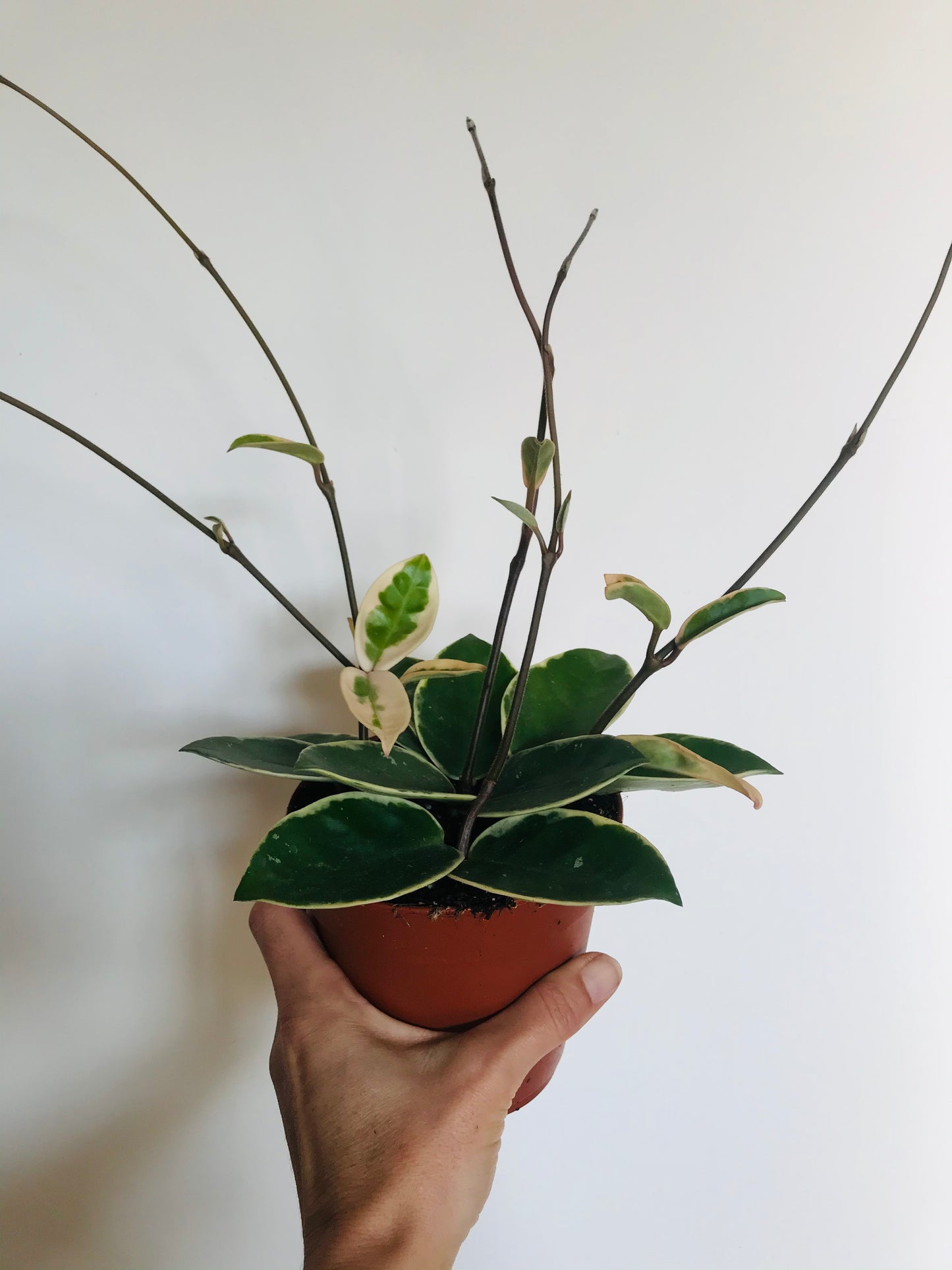 Hoya carnosa Krimson Queen